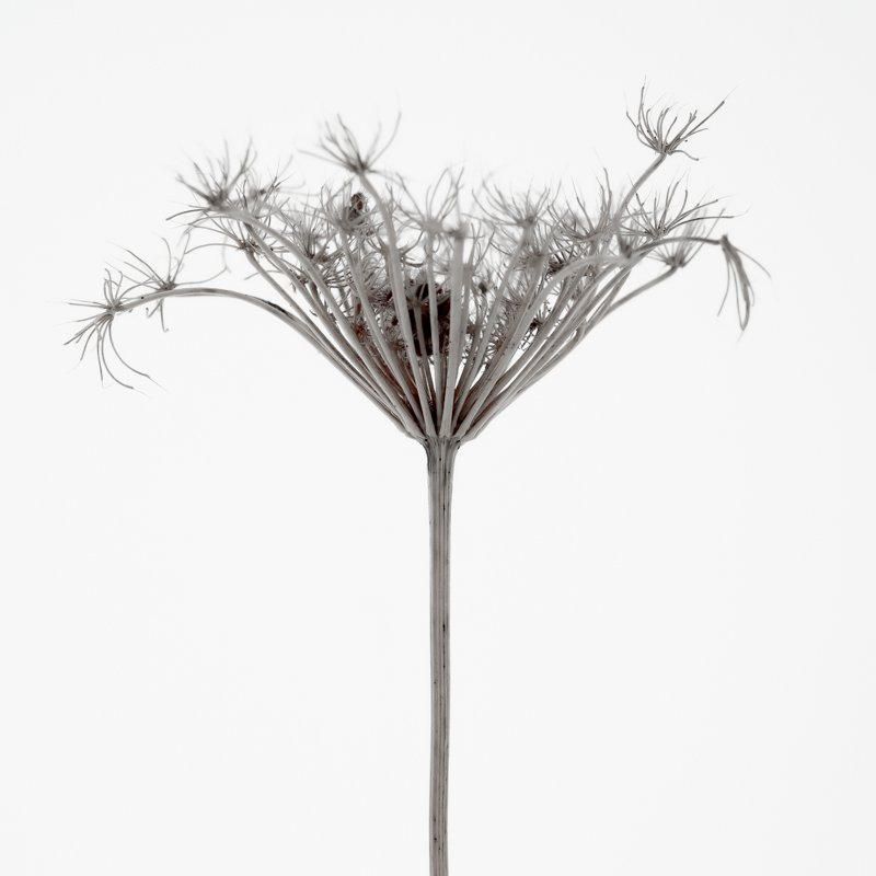 queen anne's lace – benedict hutchinson